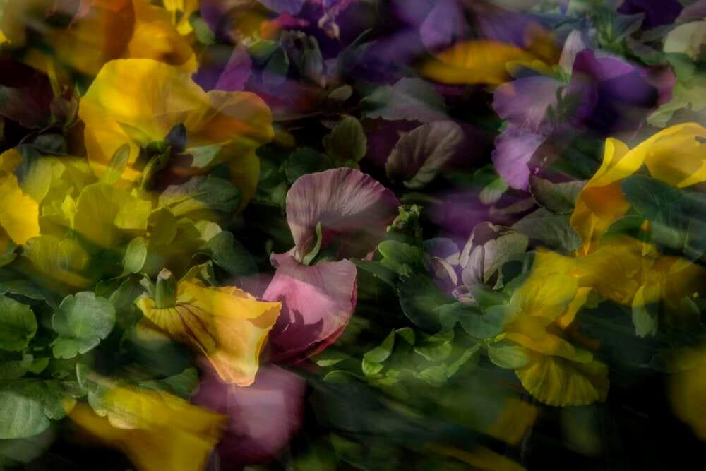 Richmond Photo Club artwork 4